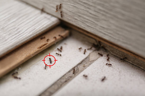 Best Wasp Removal Services  in Dewitt, MI