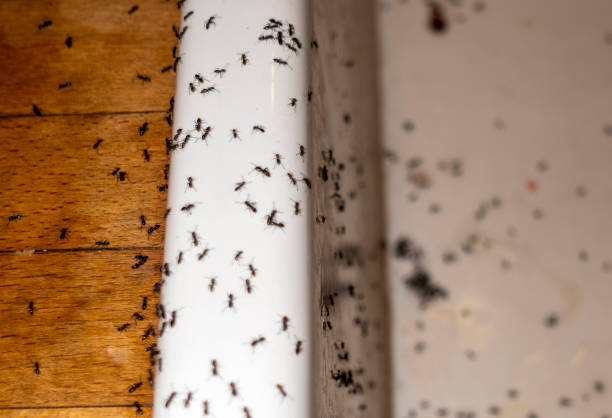 Spider Control Near Me in Dewitt, MI
